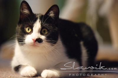 Hauskatze 1081.JPG