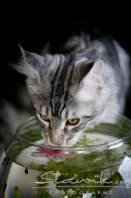 Main Coon 1085.JPG
