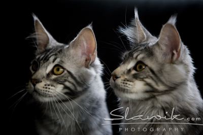 Main Coon 1083.JPG