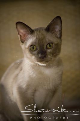Burmese 108.JPG