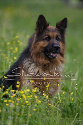 Altdt Scha_ferhund Timber 1.JPG