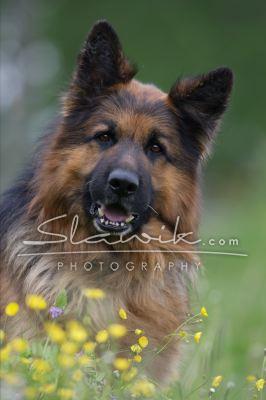 Altdt Scha_ferhund Timber 2.JPG