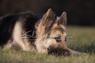 altdt_ Scha_ferhund 407101.JPG