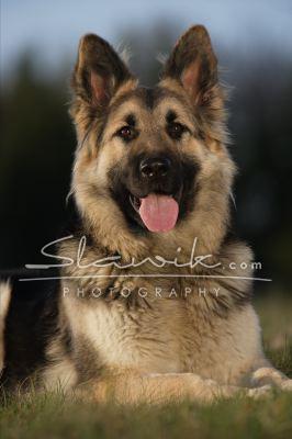 altdt_ Scha_ferhund 407108.JPG
