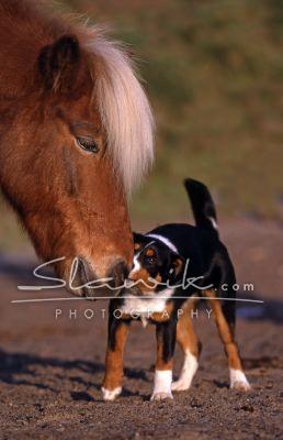 Appenzeller Welpe _ Isla_nder 2.JPG