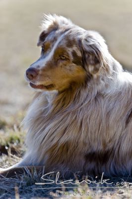 Australian_Shepherd2087.JPG