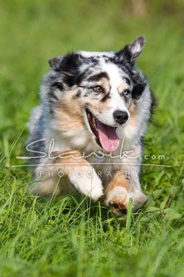 Australian Shepherd Tracy 8078.JPG
