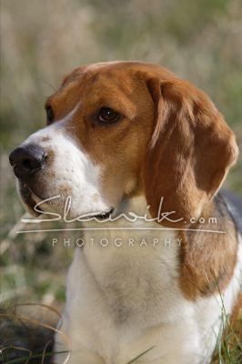 Beagle Luigi 20718.JPG