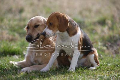 Beagle_Retriever 2072.JPG