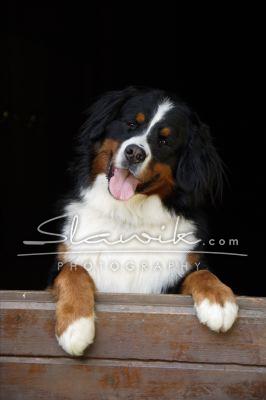 Berner Sennhund 50738.JPG