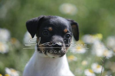 Bodegero Andaluz 407 33.JPG