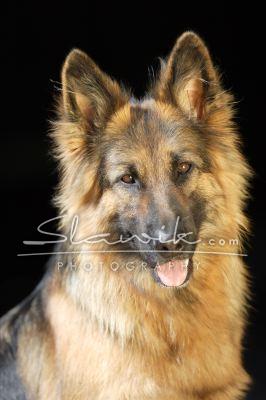 Dt Scha_ferhund Missi 80711.JPG