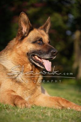 Dt Schaeferhund Wolfgang1.JPG