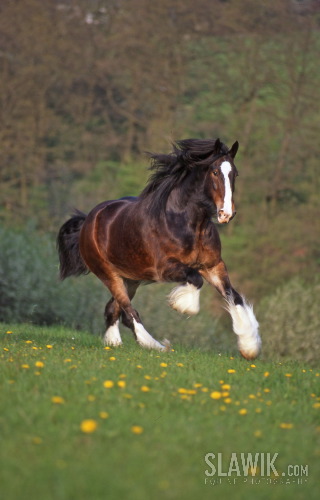 8965415.jpg