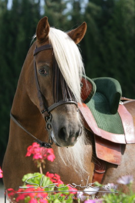Welsh B Nana 240733.JPG