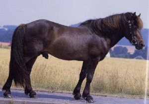 Obrazek