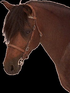 Obrazek