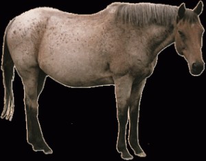 Obrazek