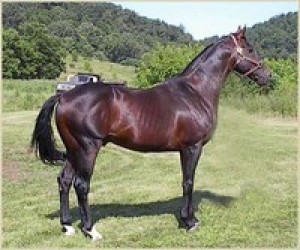 Obrazek