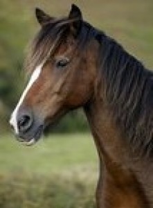 Obrazek