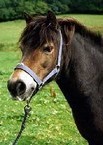 Obrazek