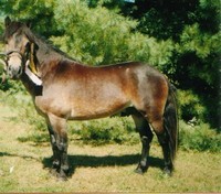 Obrazek