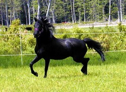 Obrazek