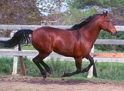 Obrazek
