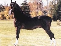 Obrazek