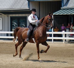 Obrazek
