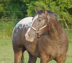 Obrazek