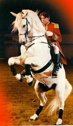 Obrazek