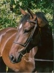 Obrazek