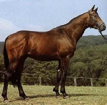 Obrazek